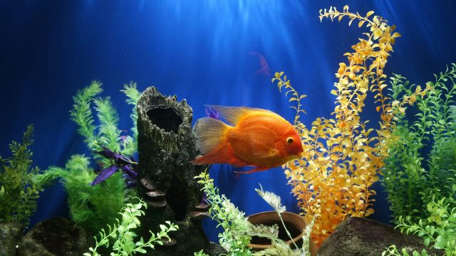 delbert-pagayona-46v8clmNjY8-unsplash